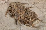 Two Overlapping Foulonia Trilobites With Cephalopod - Morocco #206438-4